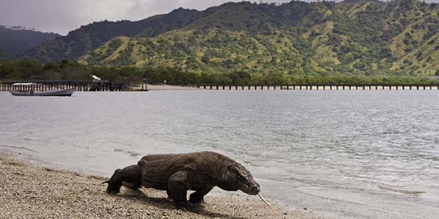 komodo dragon, komodo tour, komodo national park, flores island,