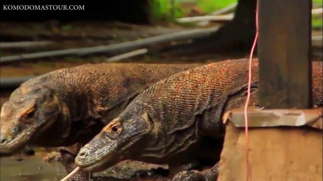 padar island cruise, komodo tour 2d1n, komodo island tour, komodo tour